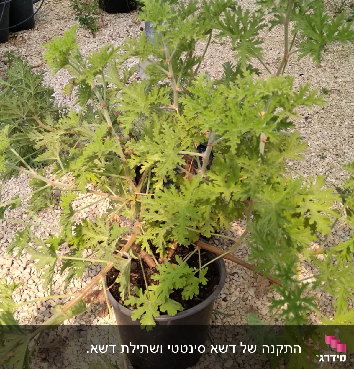 עציץ עם צמח ירוק על חצץ בגינה